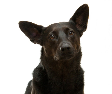 ペットサンプル画像1