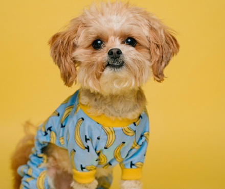 ペットサンプル画像2