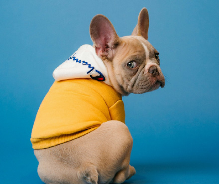 ペットサンプル画像3