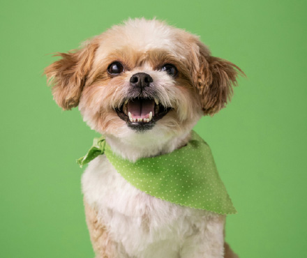 ペットサンプル画像4