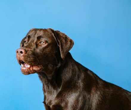 ペットサンプル画像5