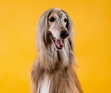 ペットサンプル画像6